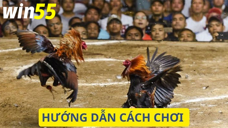 Hướng dẫn cho người chơi mới các thao tác để tham gia tại nhà cái